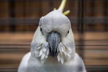 White cockatoo close up portrait birds nature zoo