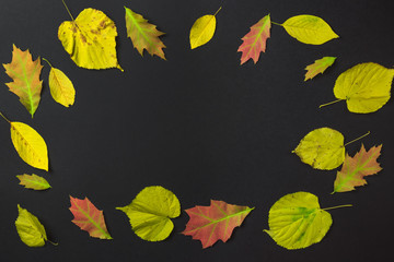 Colorful autumn leaves on black background