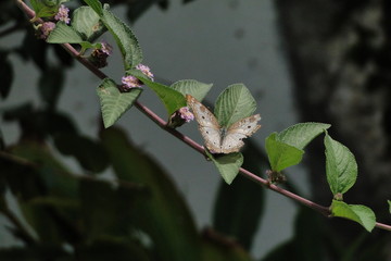 Lemongrass and Butterfly