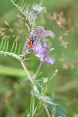 One red Ladybug   (  Coccinellidae  )  on plant in green nature