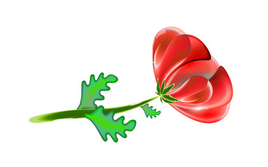 Colorful Red Poppy flower with green foliage lies horizontally isolated on light, white background, vector illustration. Beautiful decorative luxury for your design.