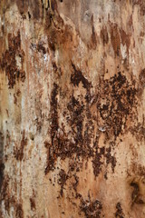 Wood - tree trunk without bark