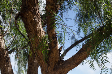 Fototapeta na wymiar tronco de árbol verde