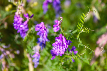 Wild wildflowers close-up. Wild flowers in a meadow nature. Natural summer background with wild flowers in the meadow in the morning sun rays.