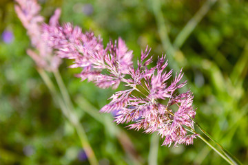 Wild wildflowers close-up. Wild flowers in a meadow nature. Natural summer background with wild flowers in the meadow in the morning sun rays.