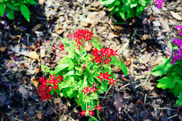 Pentas lanceolata flower and green leaf