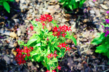 Pentas lanceolata flower and green leaf