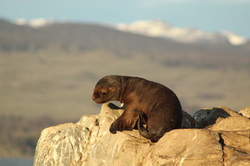 baby sea lion, Canal Beagle, Ushuaia