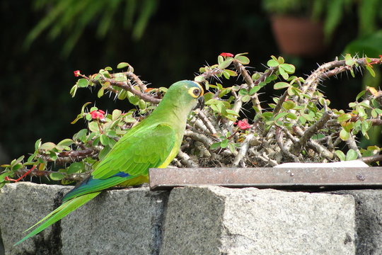 Peach-fronted Parakeet