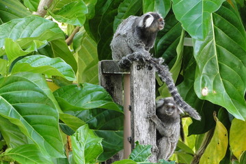 Marmoset