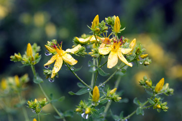 Johanniskraut - Hypericum perforatum