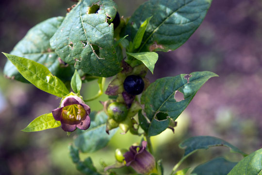 Tollkirsche (Atropa belladonna)