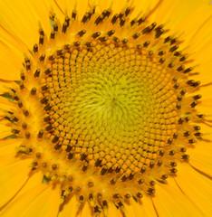 Close up of a large yellow sunflower head outside on a sunny day 