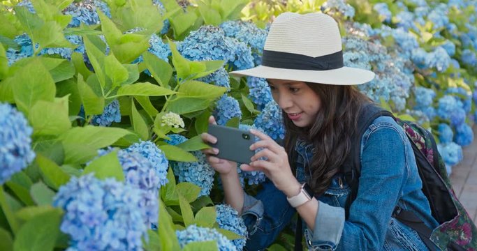 Woman take photo in blue Hydrangea flower garden
