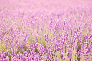 closeup macro photography of a purple blooming lavender fields - Image