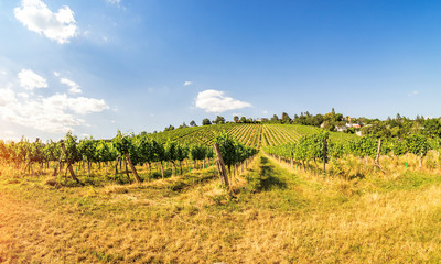 Fototapeta na wymiar Panoramic view of vineyards in Austria Vienna