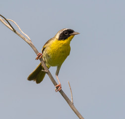 Common yellowthroat (Geothlypis trichas) male perching on dry grass in prairie, Iowa, USA.