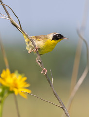 Common yellowthroat (Geothlypis trichas) male in prairie, Iowa, USA.
