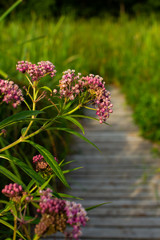 Fototapeta premium Summer vegetation