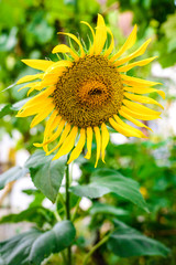 Sunflower in the garden