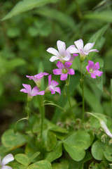 小さいかわいい花