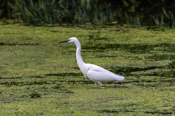 Little egret (Egretta garzetta)