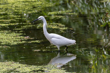 Obraz premium Little egret (Egretta garzetta)