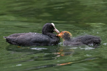 Eurasian Coot (Fulica atra), adult feeding young