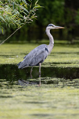 Fototapeta premium Grey heron (Ardea cinerea)