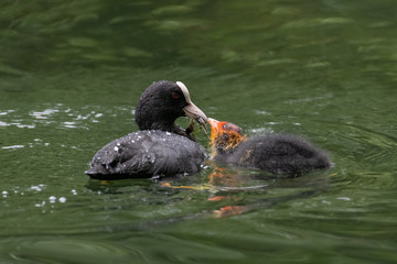 Eurasian Coot (Fulica atra), adult feeding young