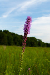 Blazing Star Wildflower