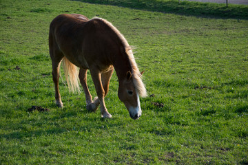 horse on a meadow