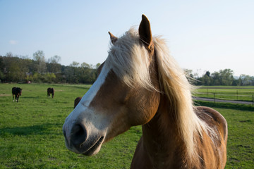 portrait of a horse