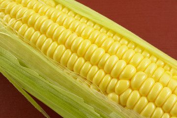 Close up of fresh raw yellow corn on cob with leaves and plant silk on red background