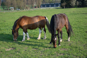 horse and foal