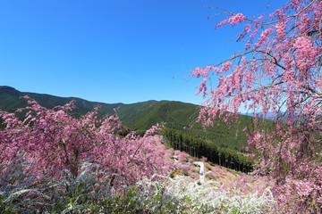 高見の郷　しだれ桜