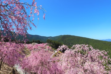 高見の郷　しだれ桜