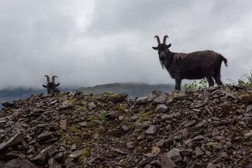 Goats on a rocky road in Scotland