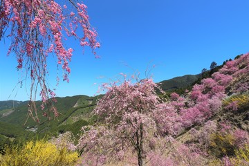 高見の郷　しだれ桜