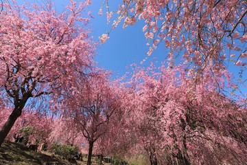 Naklejka premium 高見の郷 しだれ桜