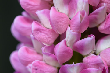 Fototapeta na wymiar Close Look at the Delicate Pink Lupine Flower Petals