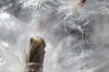Nature Abstract: Delicate White Milkweed Seed Fibers