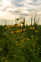 Fototapeta premium Black eye Susans