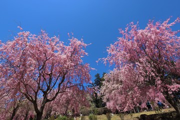 Fototapeta premium 高見の郷 しだれ桜