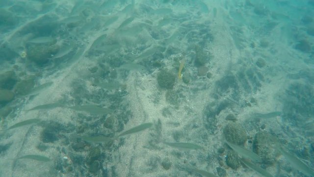 White mullet fish swim along the ocean floor and suddenly disburse to evade a predator
