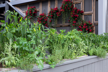 Fototapeta na wymiar Container garden with different herbs, chili peppers and vegetables on sidewalk side of courtyard, with flowering plants hanging in the background, Montreal, Quebec, Canada