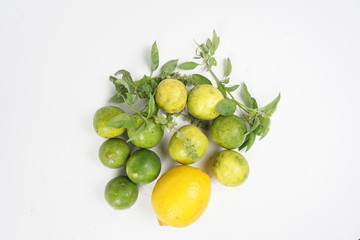 lemon and lime isolated on white background