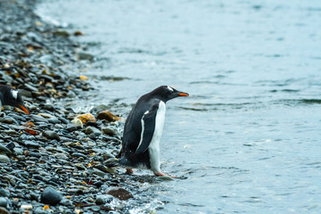 A gentoo eases into the water in the Falkland Islands