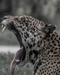 Naklejka premium onça pintada