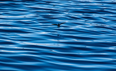 A background featuring a Wilson's Storm Petrel hovering over the Southern Ocean